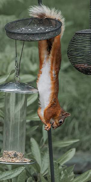 Red Squirrel feeding on peanuts_dpi.jpg - Red Squirrel feeding on peanuts
